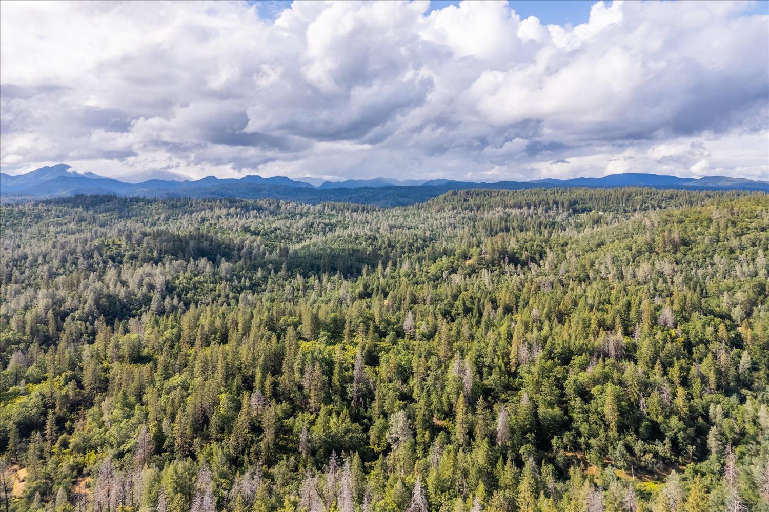 0 Donkey Mine Road Oak Run, CA 96069 - Photo 14 of 19 a view of a city with lush green forest
