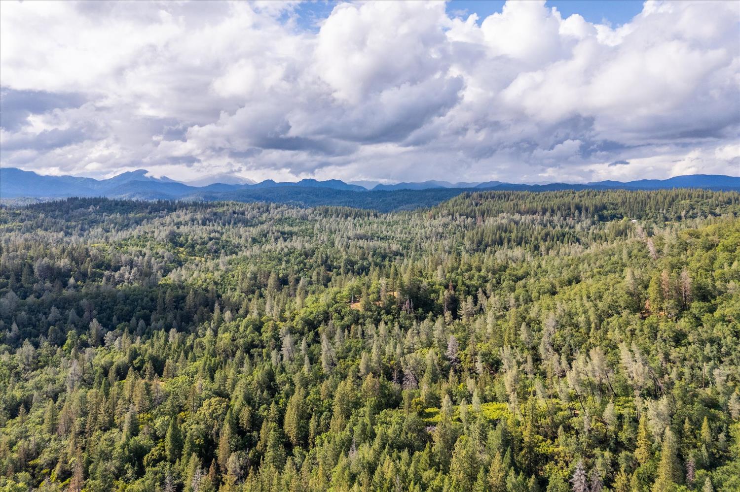 0 Donkey Mine Road Oak Run, CA 96069 - Photo 6 of 19 a view of a city with lush green forest