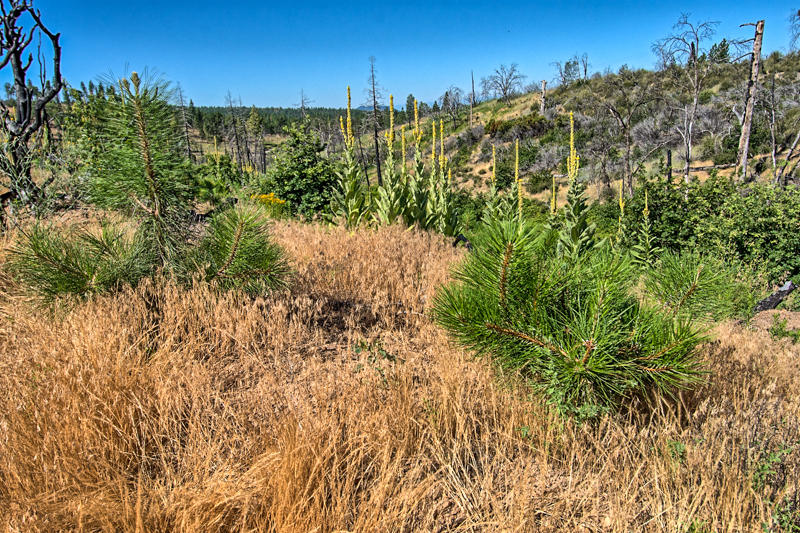 Rock Creek Road Manton, CA 96003 - Photo 20 of 63 manton-204