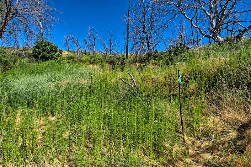 Rock Creek Road Manton, CA 96003 - Photo 24 of 63 manton-209