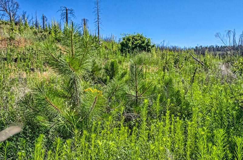 Rock Creek Road Manton, CA 96003 - Photo 28 of 63 manton-213