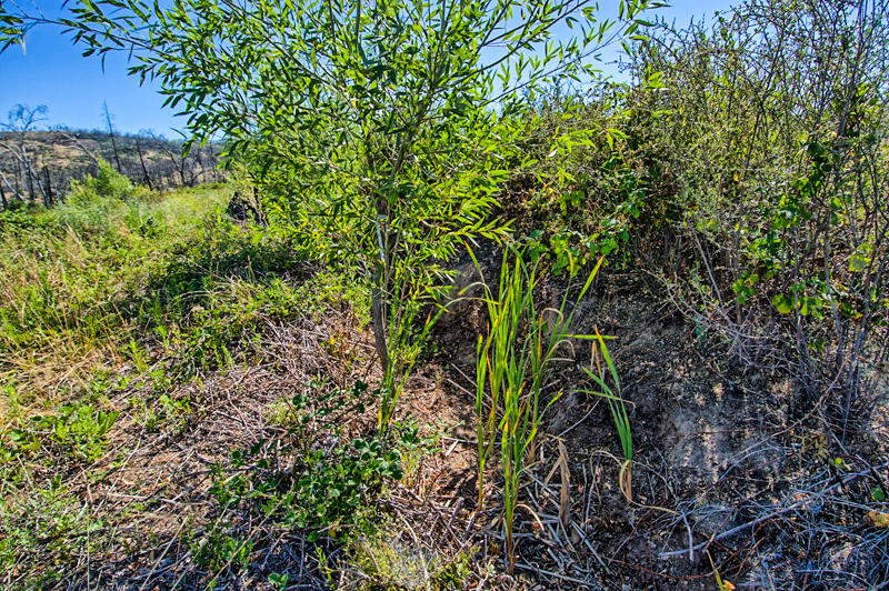 Rock Creek Road Manton, CA 96003 - Photo 3 of 63 manton-102