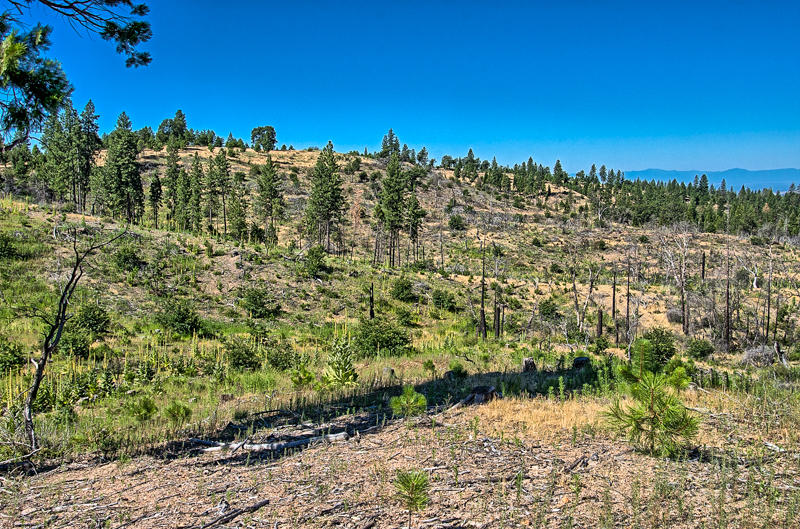 Rock Creek Road Manton, CA 96003 - Photo 39 of 63 manton-305
