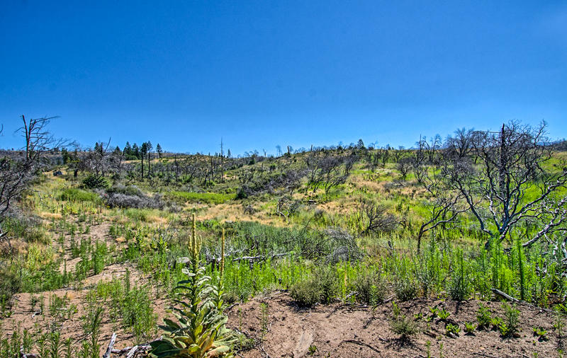 Rock Creek Road Manton, CA 96003 - Photo 40 of 63 manton-307