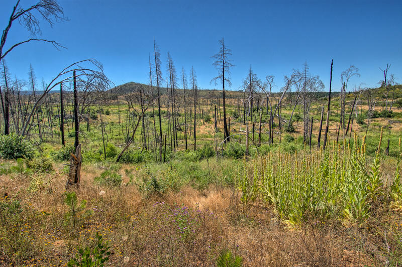 Rock Creek Road Manton, CA 96003 - Photo 48 of 63 manton-316