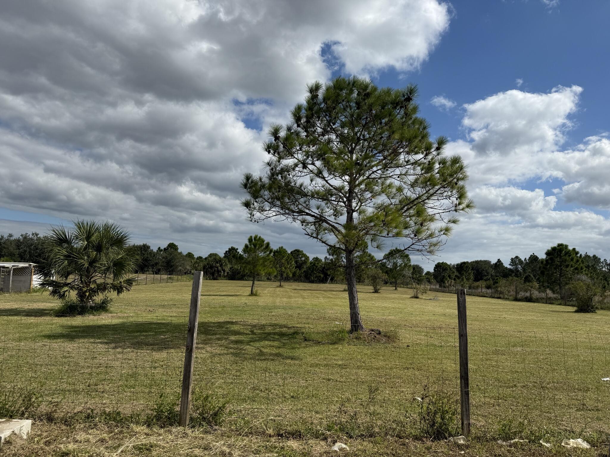 15628 Northwest 310th Street Okeechobee, FL 34972 - Photo 18 of 38 a view of a yard with an tree