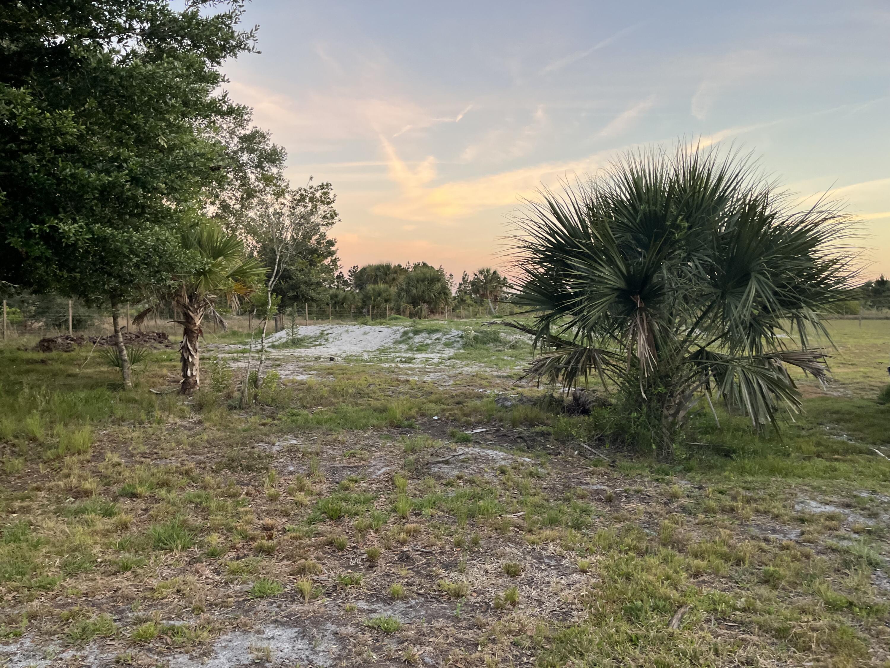 15628 Northwest 310th Street Okeechobee, FL 34972 - Photo 24 of 38 a view of a yard with a tree