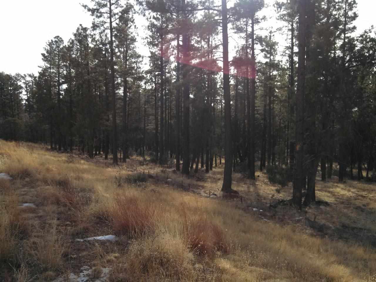 Tbd-1 Tbd-1 Porter Mountain Road Pinetop, AZ 85935 - Photo 19 of 21