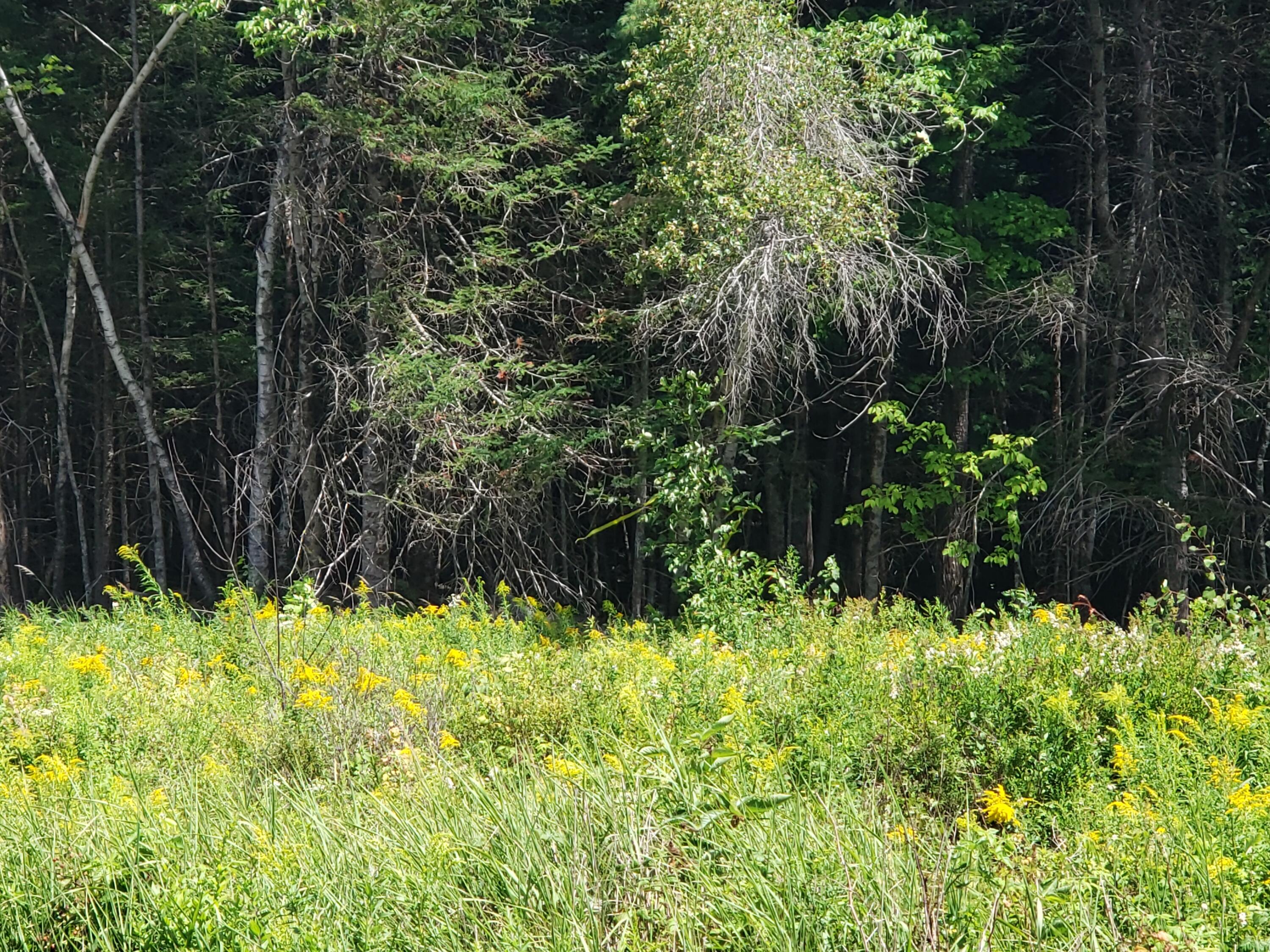Tbd Knowlton Corner Road Farmington, ME 04938 - Photo 14 of 14 20220803_133945