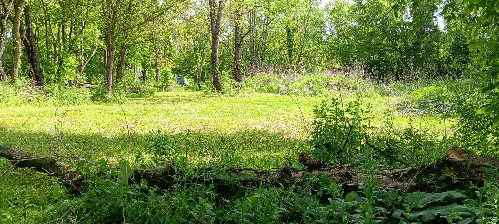 5406 State Road 50 Delavan, WI 53115 - Photo 13 of 22 Back yard 5