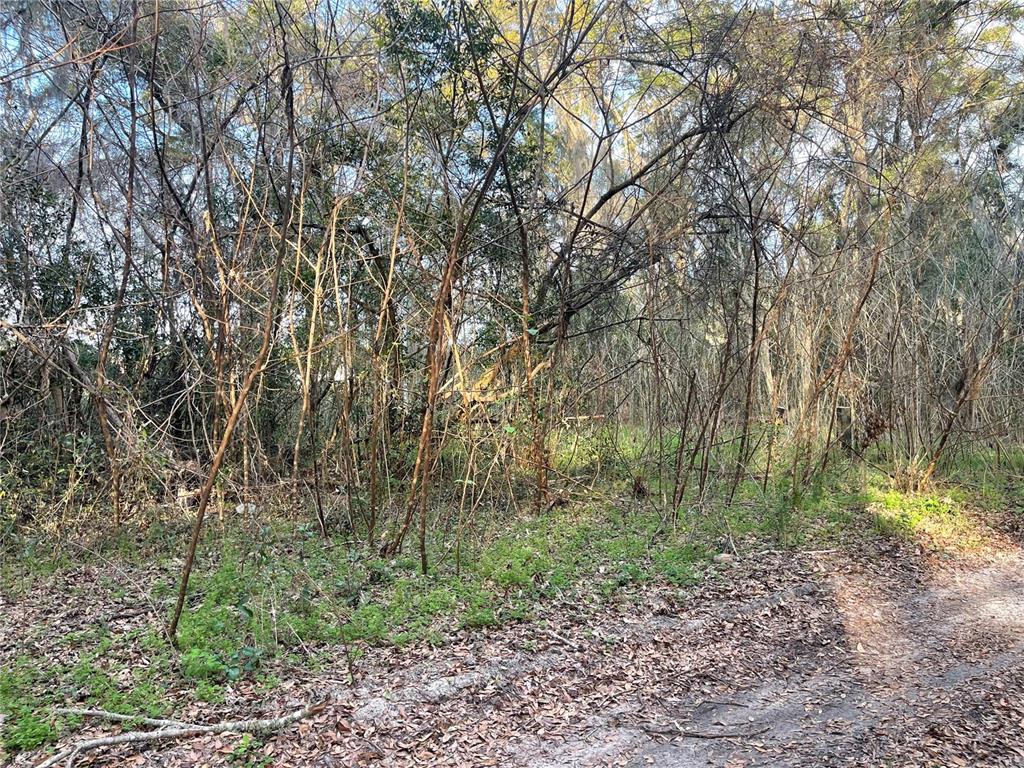 a view of outdoor space and green space