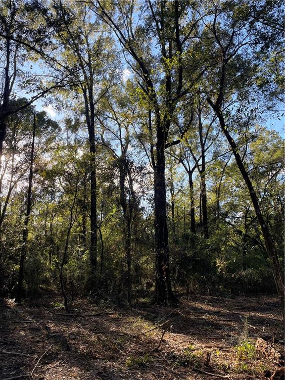 Tbd Harvey Lavigne Road Ponchatoula, LA 70454 - Photo 6 of 8