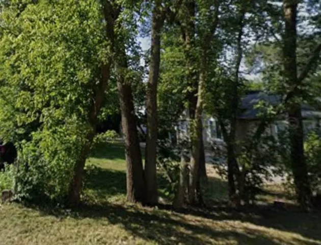 a view of a forest with a tree