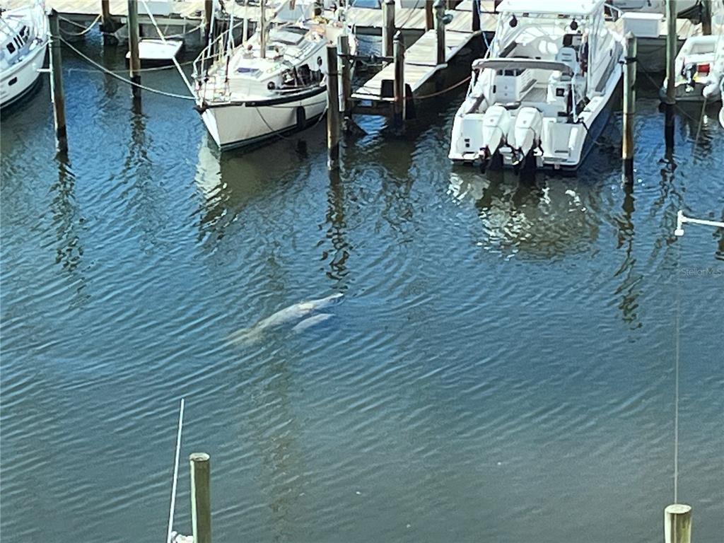 2090 Matecumbe Key Road, Unit 1505 Punta Gorda, FL 33955 - Photo 53 of 59 From your Lanai you can see Mama Manatee with their Babies!!