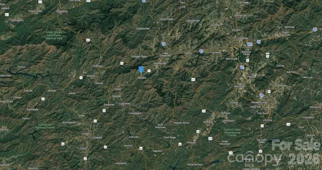 a view of a lush green forest