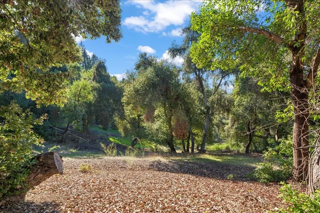 a view of a yard with plants and trees