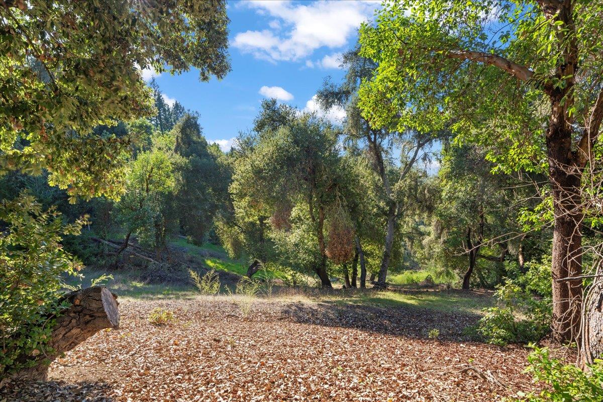 15380 Stetson Road Los Gatos, CA 95033 - Photo 12 of 14 a view of a yard with plants and trees