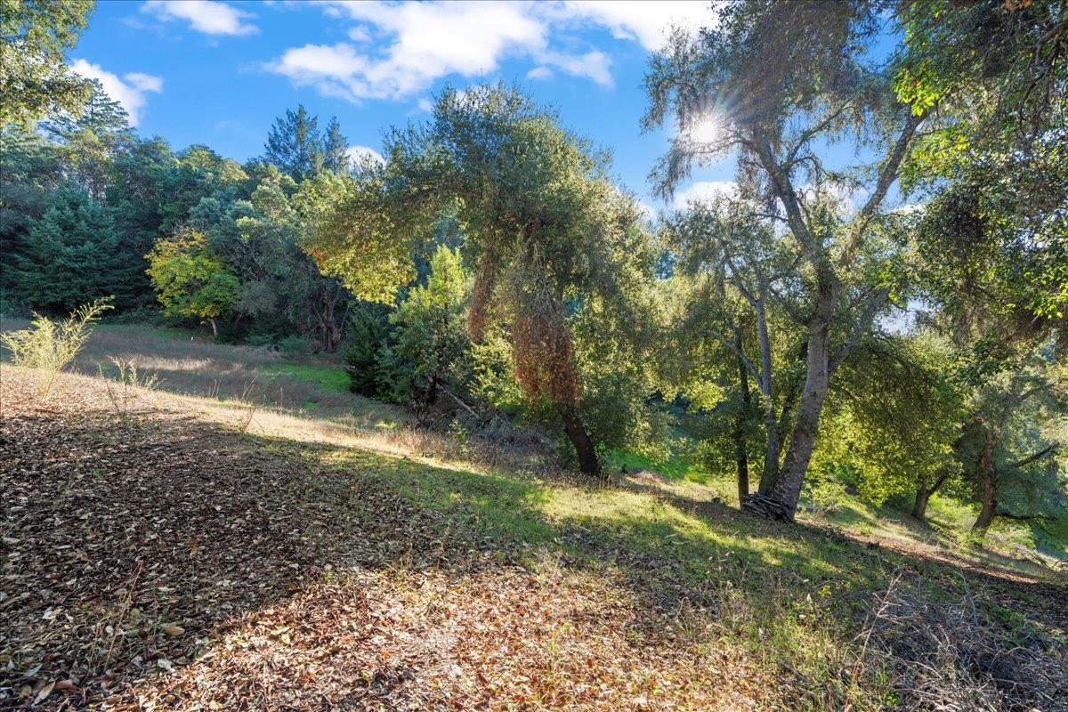 15380 Stetson Road Los Gatos, CA 95033 - Photo 14 of 14 a view of a yard with plants and large trees