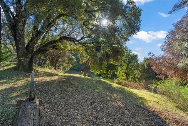a view of a yard with a tree