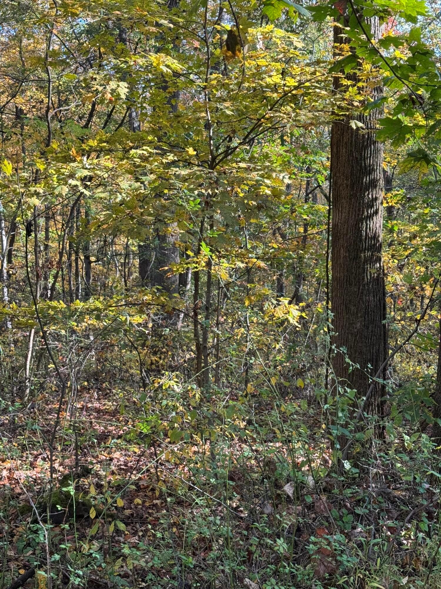 9600 Larimer Road Logan, OH 43138 - Photo 57 of 69 IMG_3318