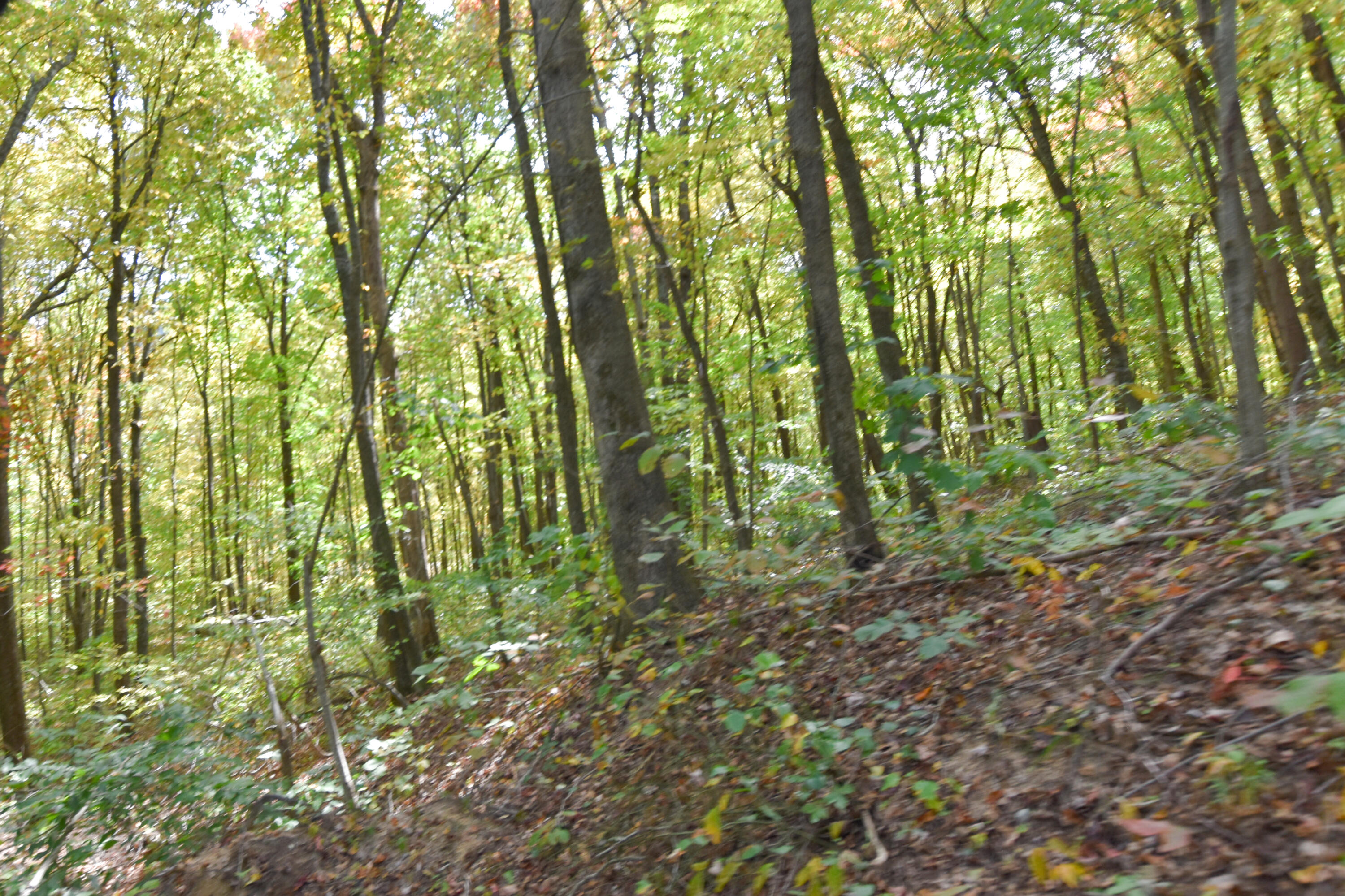 2390 Beechy Creek Road Wallingford, KY 41093 - Photo 66 of 89 DSC_0128