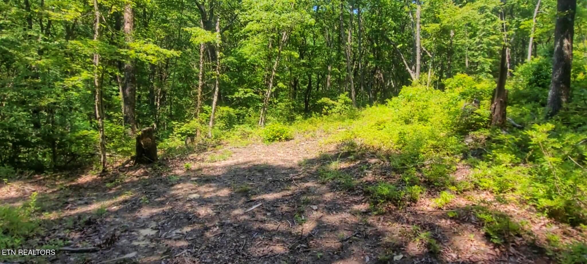 5.21-acres Browns Holler Road Spring City, TN 37381 - Photo 4 of 16 1000003705