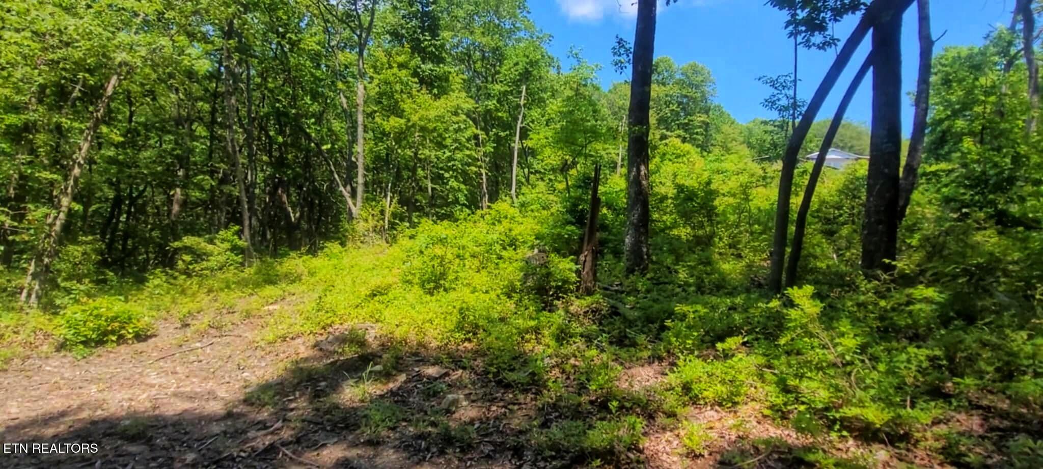 5.21-acres Browns Holler Road Spring City, TN 37381 - Photo 5 of 16 1000003706