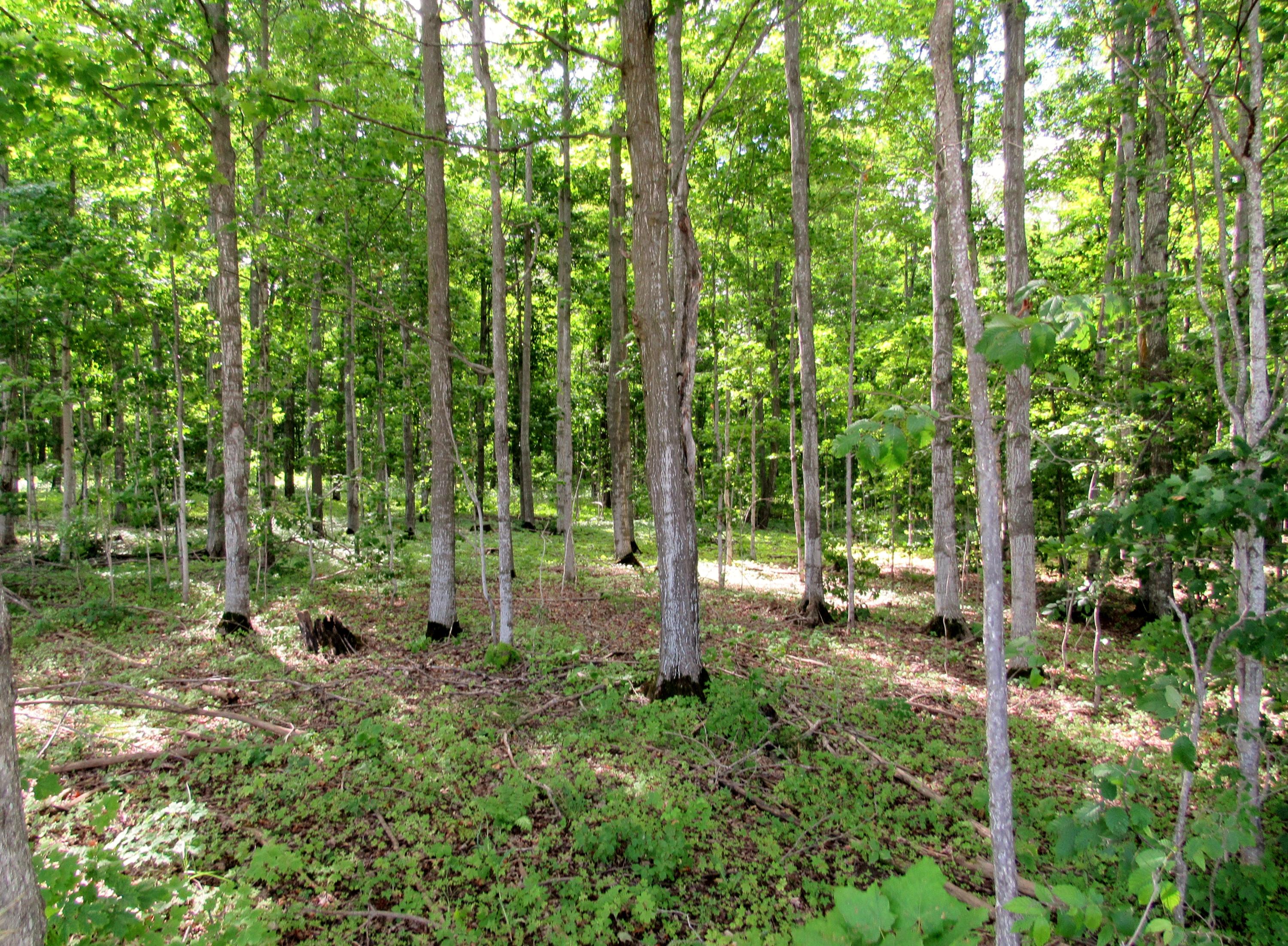 East Dotski & Church Road Cheboygan, MI 49721 - Photo 1 of 14 Gallery Image 1