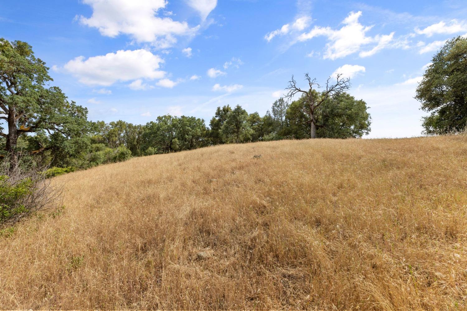 2 Bell Road Plymouth, CA 95669 - Photo 4 of 20 a view of a dry yard with trees in the background