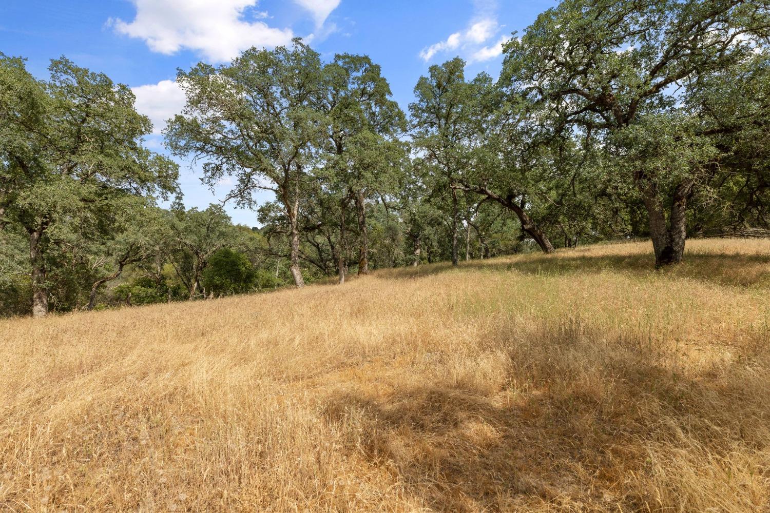 2 Bell Road Plymouth, CA 95669 - Photo 5 of 20 a view of a yard with a tree