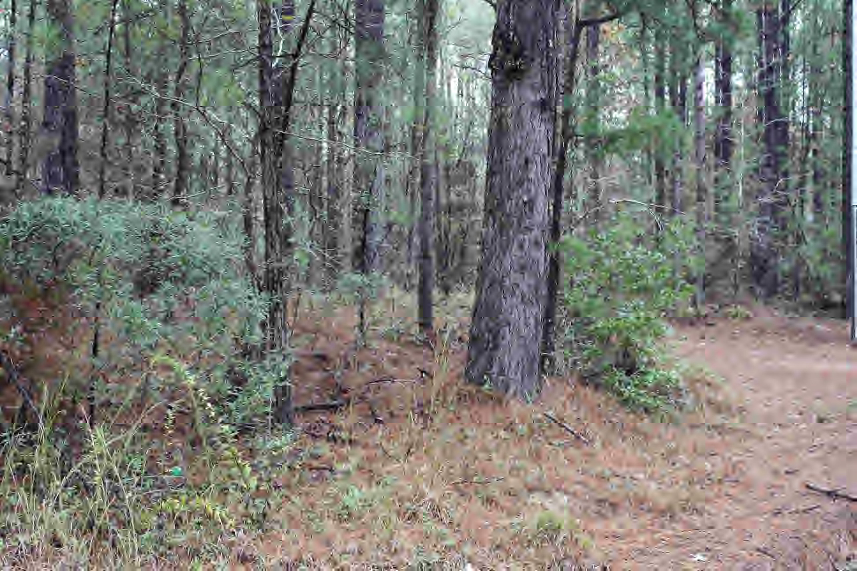 Xxx Union Church Road Meadville, MS 39653 - Photo 1 of 1 Main View