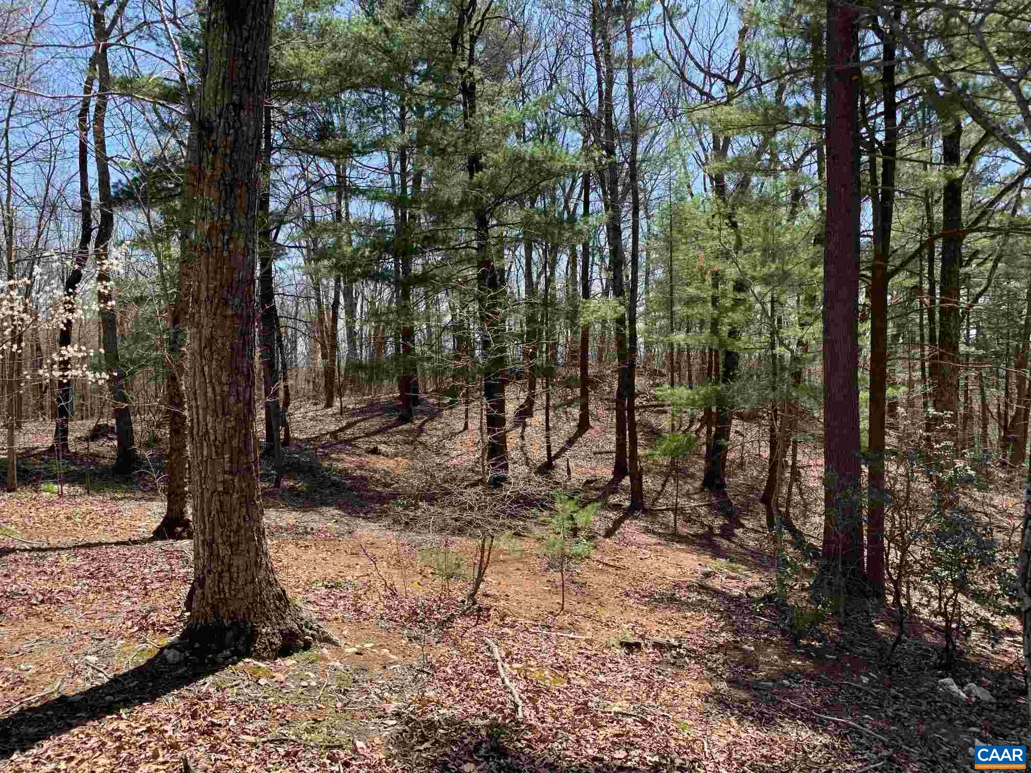 2765 Seville Road Madison, VA 22727 - Photo 40 of 50 a view of a forest filled with trees