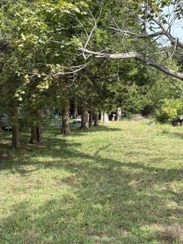 a view of a tree in a yard with a tree