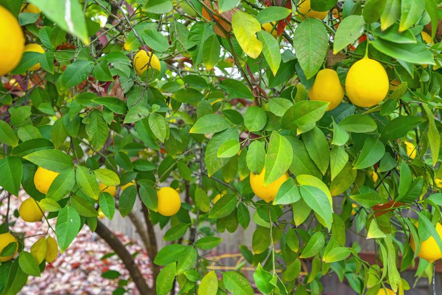 106 Rhoades Way Folsom, CA 95630 - Photo 50 of 91