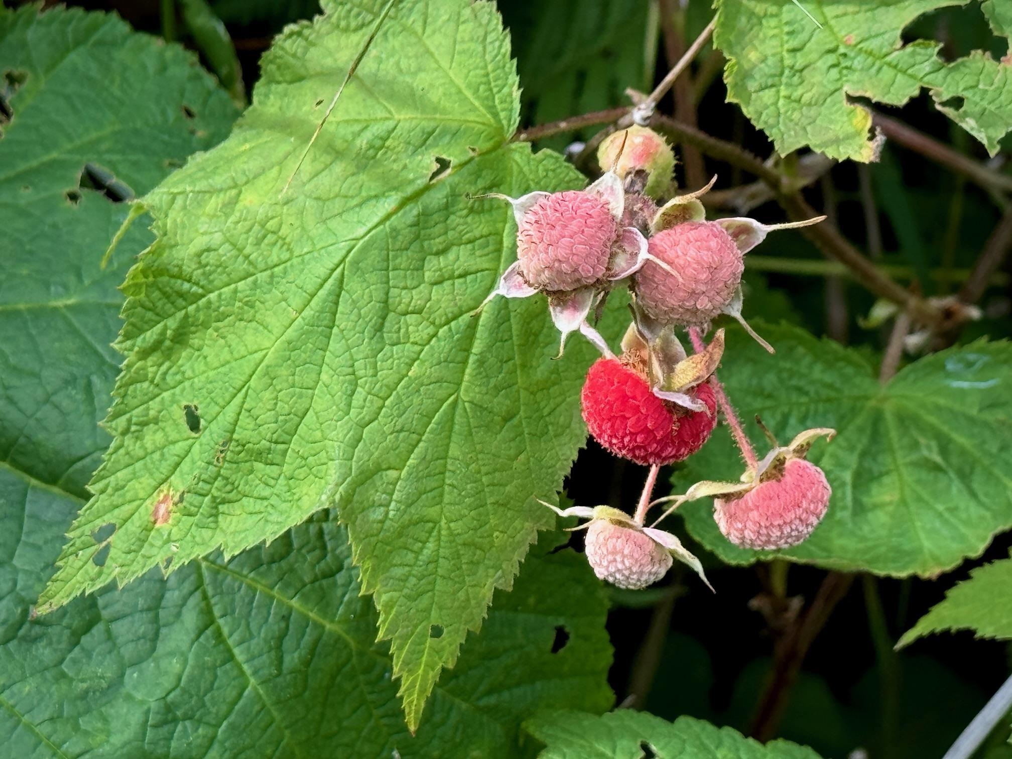 188 Stonegate Road Hovland, MN 55606 - Photo 31 of 33 Thimbleberries in the forest