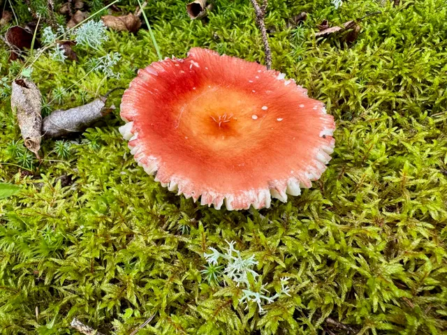 $435,000 | 188 Stonegate Road, Hovland, MN 55606