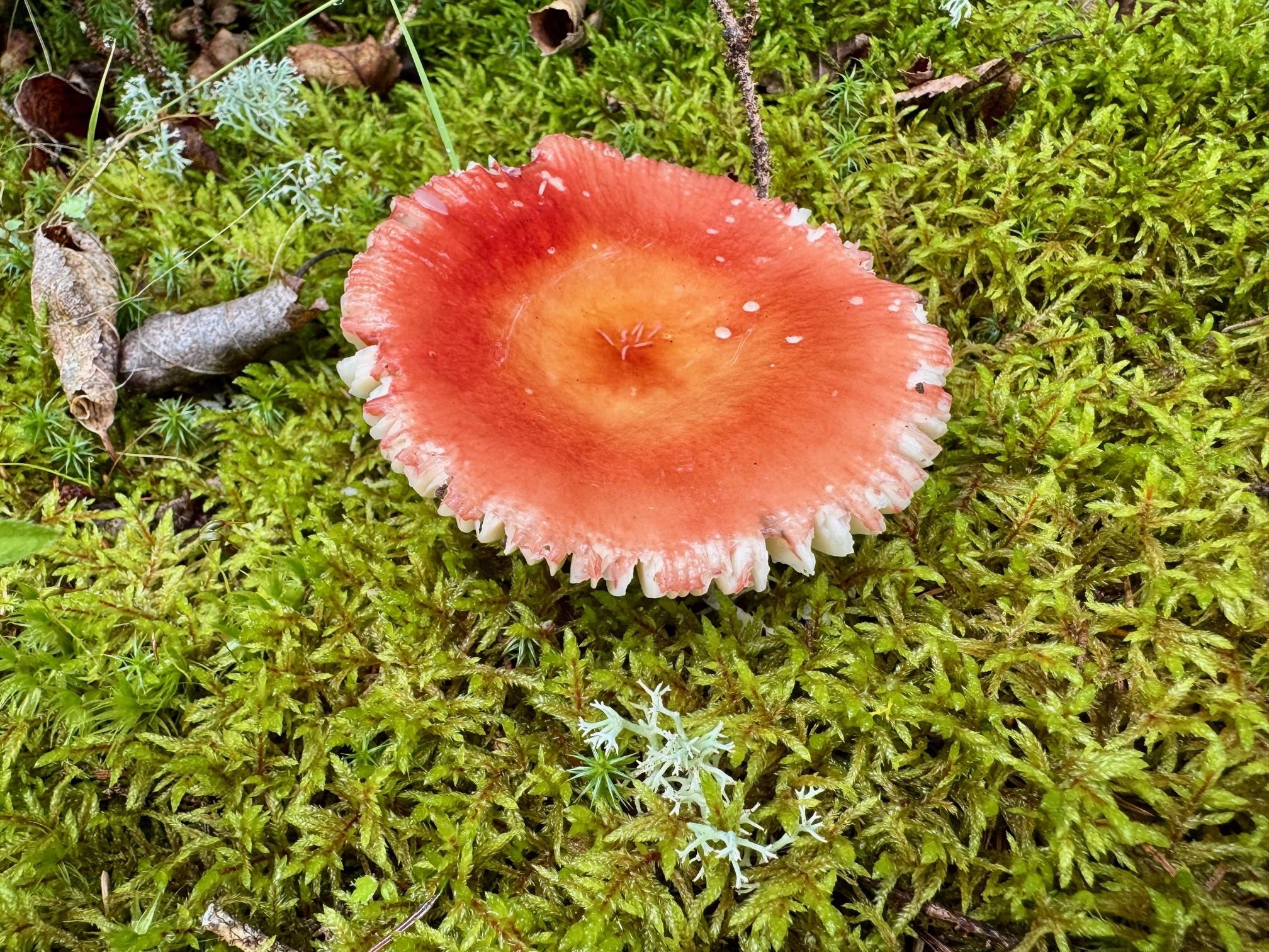 188 Stonegate Road Hovland, MN 55606 - Photo 32 of 33 Forest floor
