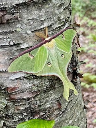 $435,000 | 188 Stonegate Road, Hovland, MN 55606