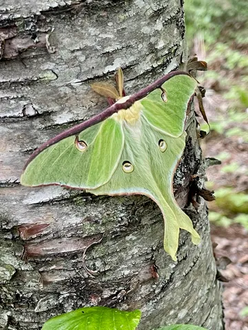 $435,000 | 188 Stonegate Road, Hovland, MN 55606