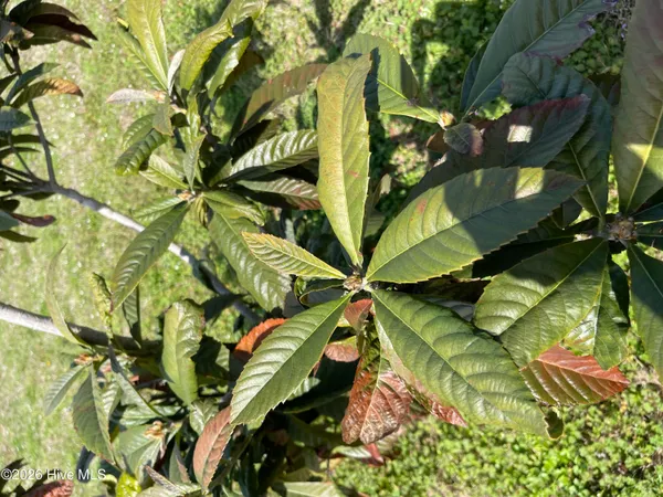 $140,000 | Lot A Malpass Corner Road, Burgaw, NC 28425