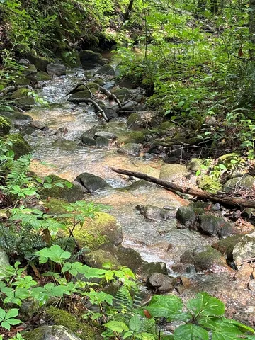 a view of a tree with a yard