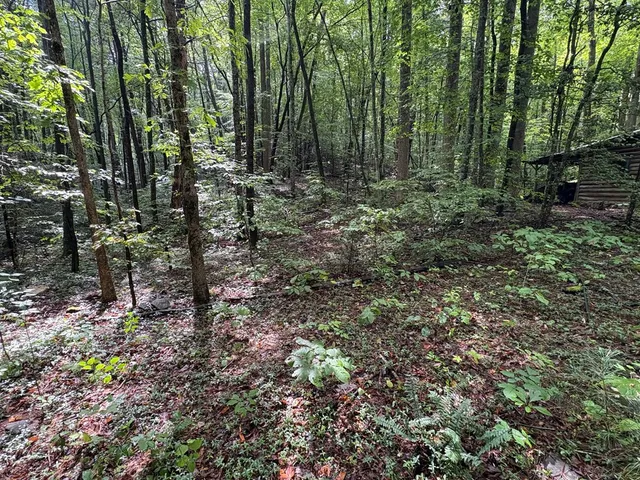 a view of outdoor space and trees