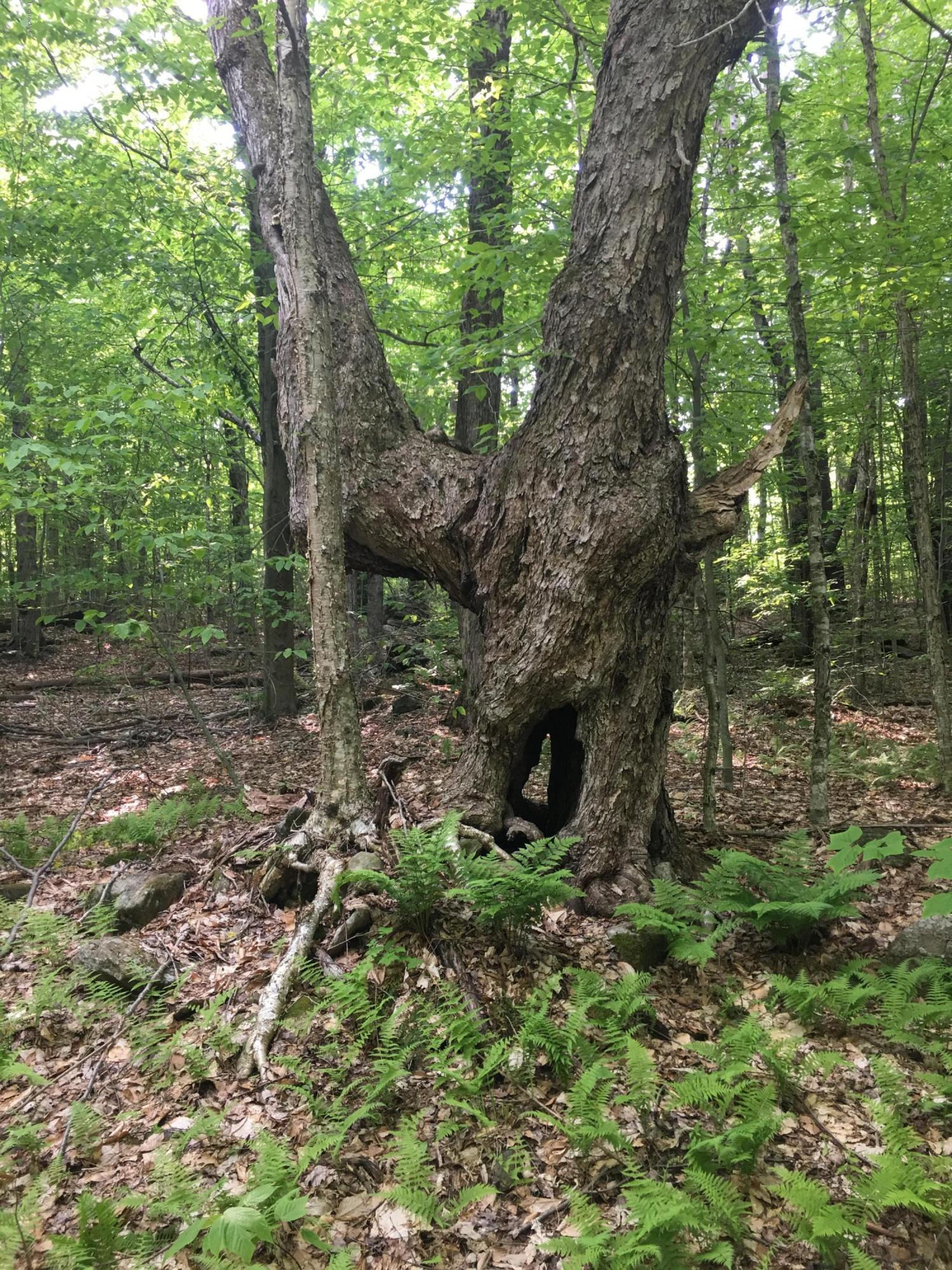 Lot 40.01 Jacobs Ladder Road Becket, MA 01223 - Photo 8 of 9 Unique tree