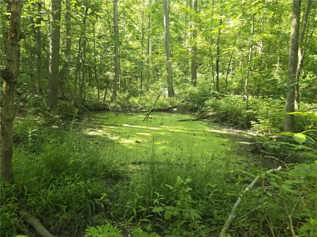 $75,000 | Whitcomb Road, Savona, NY 14879