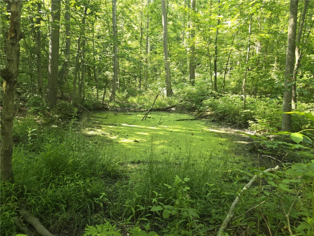 Whitcomb Road Savona, NY 14879 - Photo 16 of 39