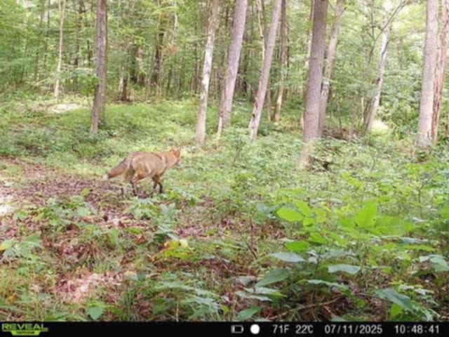 Whitcomb Road Savona, NY 14879 - Photo 19 of 39