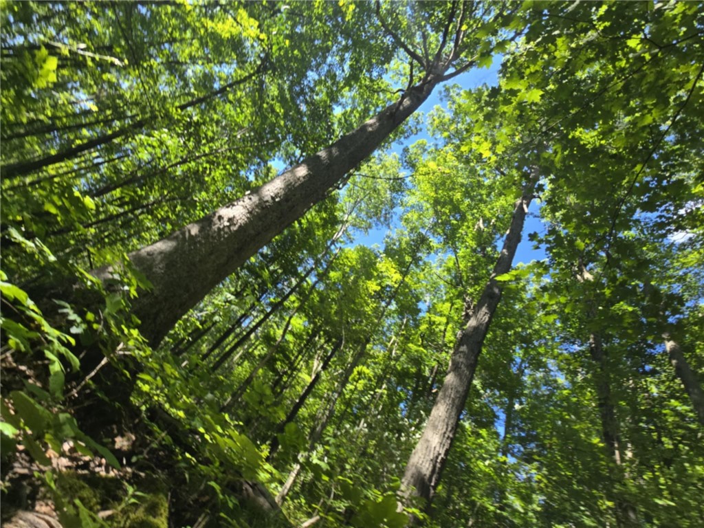 Whitcomb Road Savona, NY 14879 - Photo 24 of 39