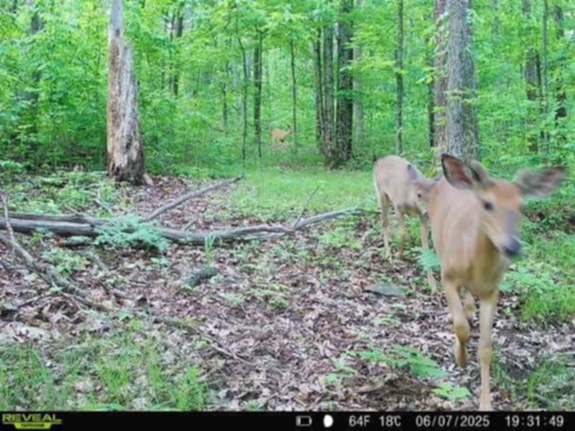 Whitcomb Road Savona, NY 14879 - Photo 25 of 39
