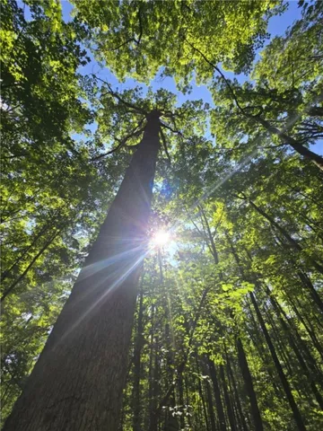 $75,000 | Whitcomb Road, Savona, NY 14879