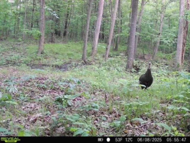 Whitcomb Road Savona, NY 14879 - Photo 35 of 39